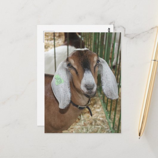Nubische geit op de County Fair Briefkaart (Voorkant / Achterkant in situ)