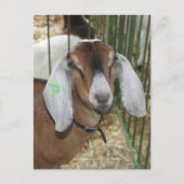 Nubische geit op de County Fair Briefkaart (Voorkant)