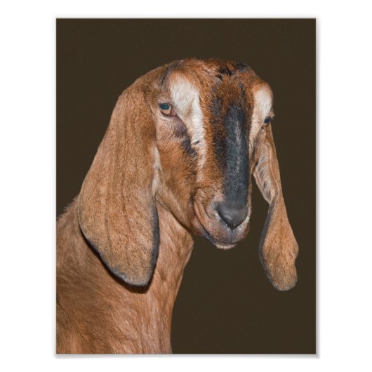 Nubische Geitenprint Foto Afdruk (Voorkant)