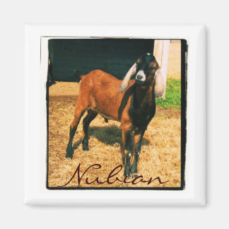 Nubische magneet - Vierkant