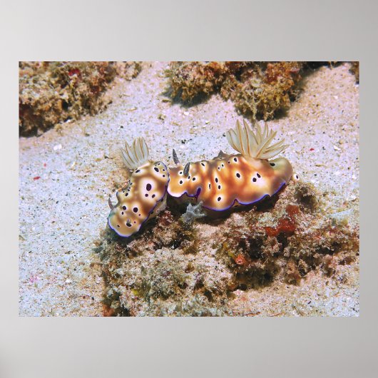 Nudi Pair Poster (Voorkant)