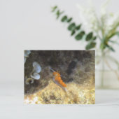 Nudibranch Briefkaart (Staand voorkant)