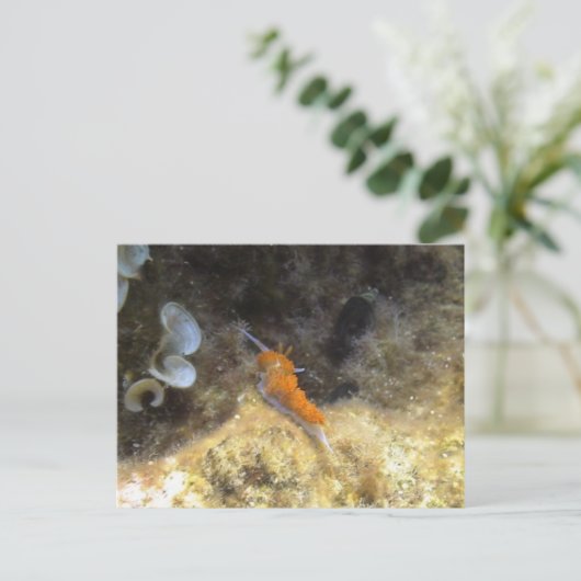 Nudibranch Briefkaart (Staand voorkant)
