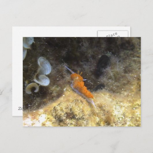 Nudibranch Briefkaart (Voorkant / Achterkant)