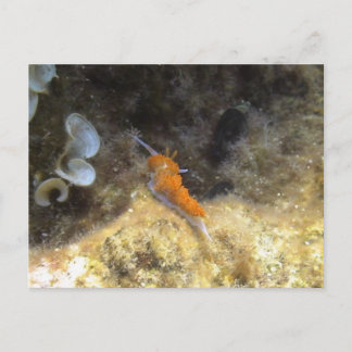 Nudibranch Briefkaart