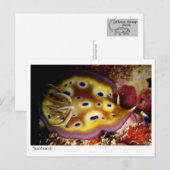 Nudibranch Briefkaart (Voorkant / Achterkant)
