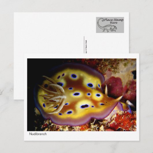 Nudibranch Briefkaart (Voorkant / Achterkant)