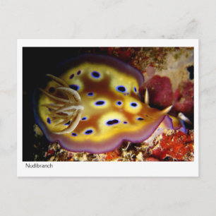 Nudibranch Briefkaart