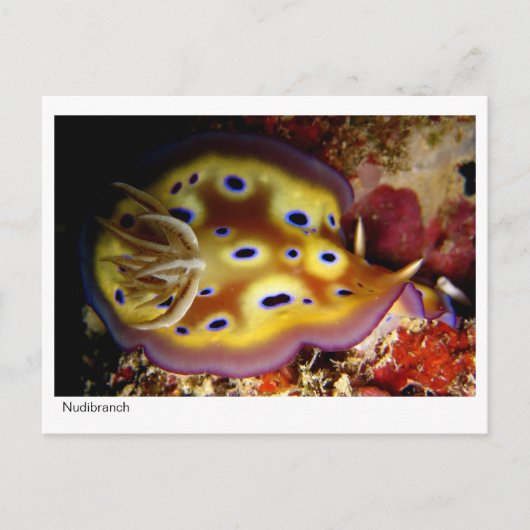 Nudibranch Briefkaart (Voorkant)