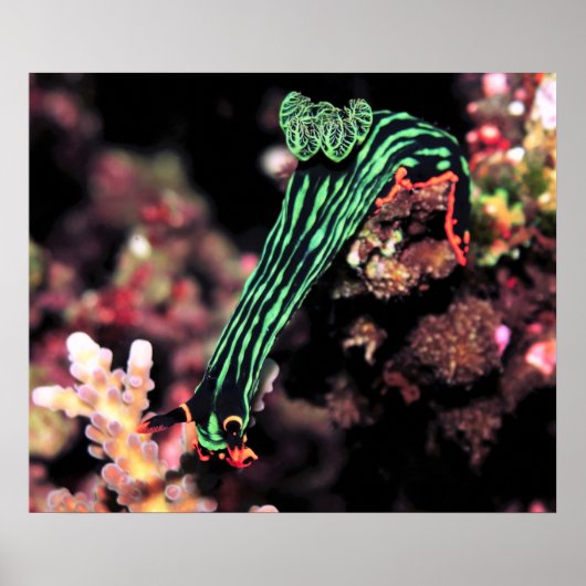 Nudibranch die neer gaat poster (Voorkant)