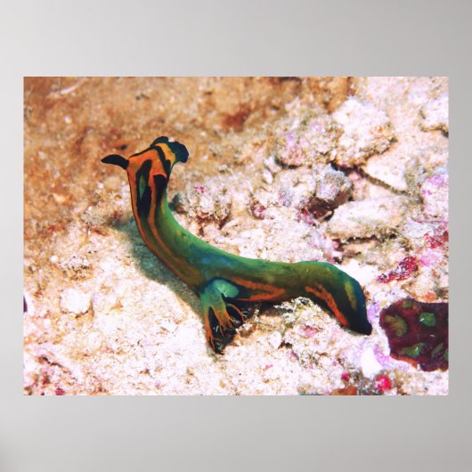 Nudibranch Poster (Voorkant)