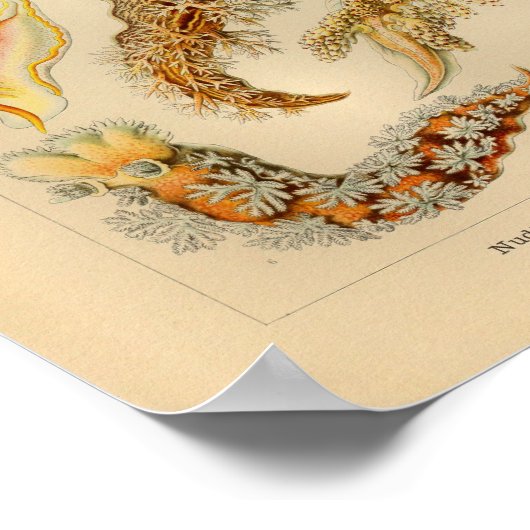 Nudibranchia Color Ernst Haeckel Art Print (Hoek)
