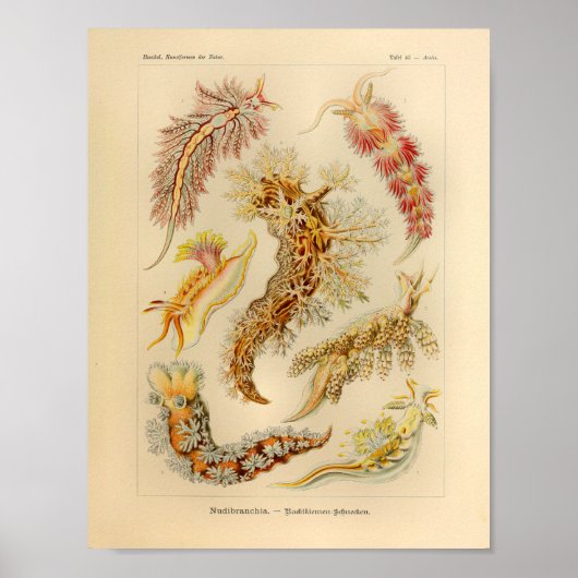  Nudibranchia Color Ernst Haeckel Art Print (Voorkant)