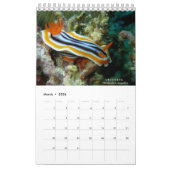 Nudibranchs in Siquijor: Desktop Calendar Kalender (Mar 2026)
