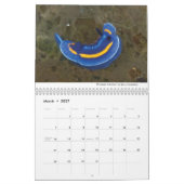 Nudibranchs of California Calendar Kalender (Mar 2027)
