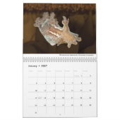 Nudibranchs of California Calendar Kalender (Jan 2027)