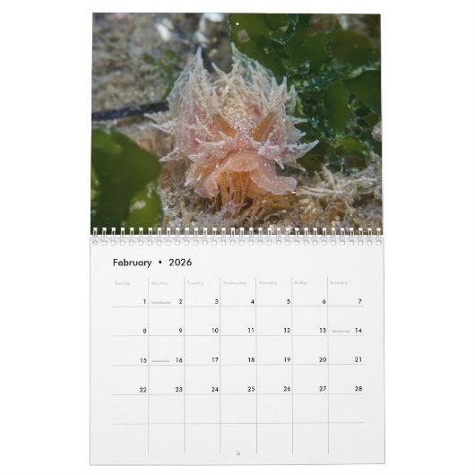 Nudibranchs & Zee Slugs Kalender (Feb 2026)
