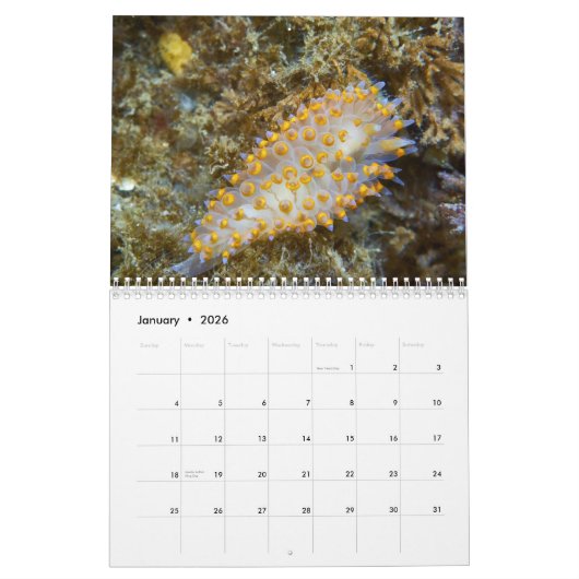 Nudibranchs & Zee Slugs Kalender (Jan 2026)