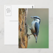 Nul met zonnebloempitten briefkaart (Voorkant / Achterkant)