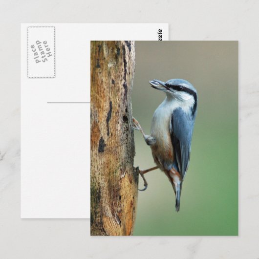 Nul met zonnebloempitten briefkaart (Voorkant / Achterkant)