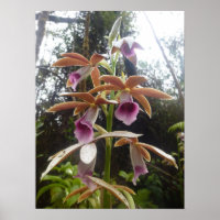 Nuns Hood Orchid Big Island Hawaii