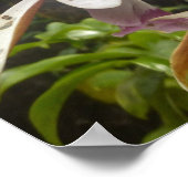 Nuns Hood Orchid Big Island Hawaii Poster (Hoek)