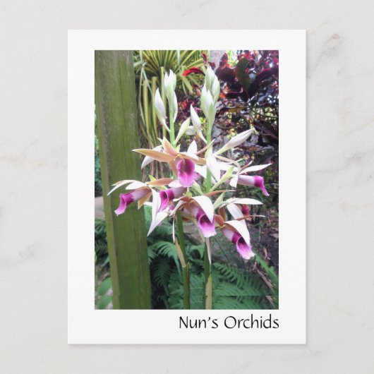 Nun's Orchids Briefkaart (Voorkant)