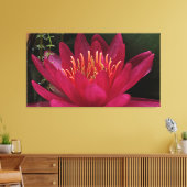 Nuphar Lutea Pink Water Lily Canvas Afdruk (Insitu (Woonkamer))