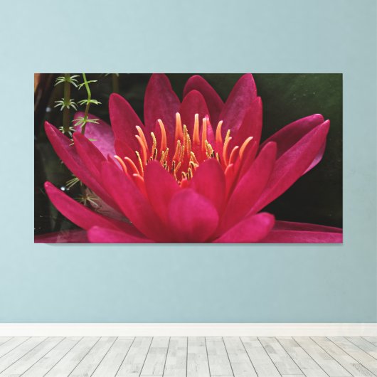 Nuphar Lutea Pink Water Lily Canvas Afdruk (Insitu (Houten vloer))
