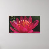 Nuphar Lutea Pink Water Lily Canvas Afdruk (Voorkant)