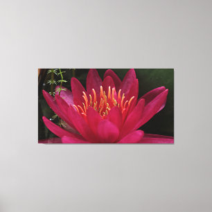 Nuphar Lutea Pink Water Lily Canvas Afdruk