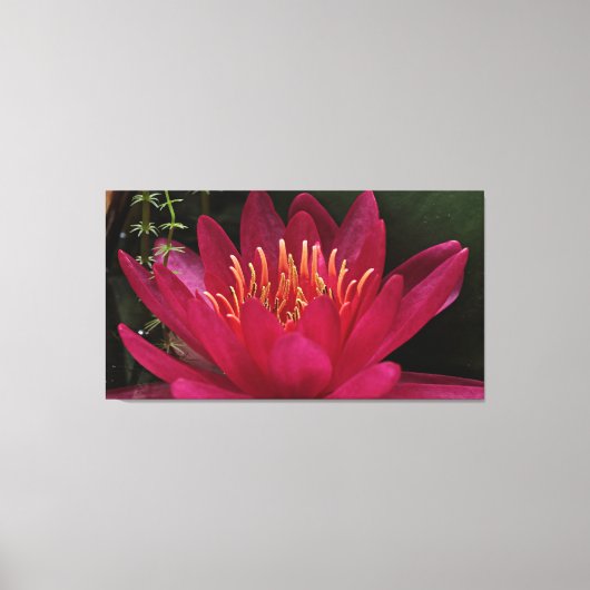 Nuphar Lutea Pink Water Lily Canvas Afdruk (Voorkant)
