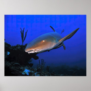 Nurse haai en de Blauwe Oceaan Poster