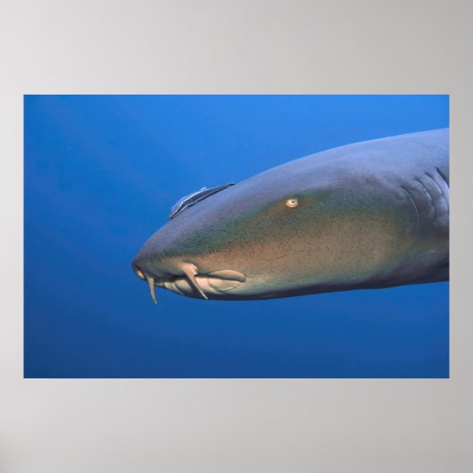 Nurse Shark met Hitchhiker Poster (Voorkant)