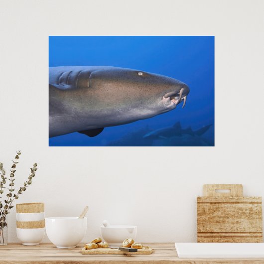 Nurse Shark Portrait Poster (Keuken)