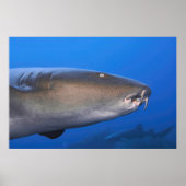 Nurse Shark Portrait Poster (Voorkant)