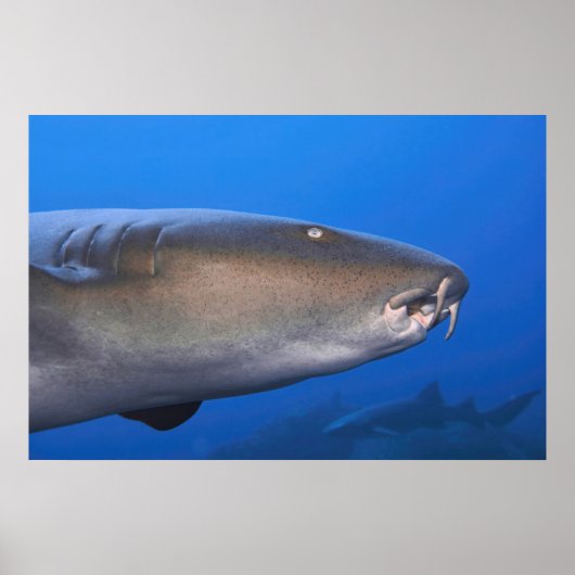 Nurse Shark Portrait Poster (Voorkant)