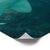 Nurse Shark Poster (Hoek)