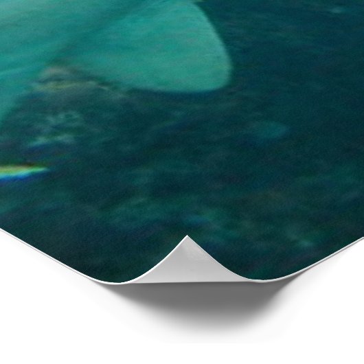 Nurse Shark Poster (Hoek)