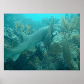 Nurse Shark Poster (Voorkant)