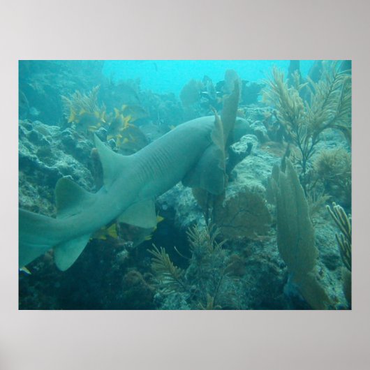 Nurse Shark Poster (Voorkant)