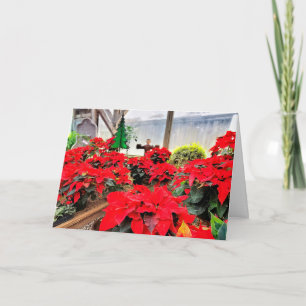 Nursery poinsettias kaart