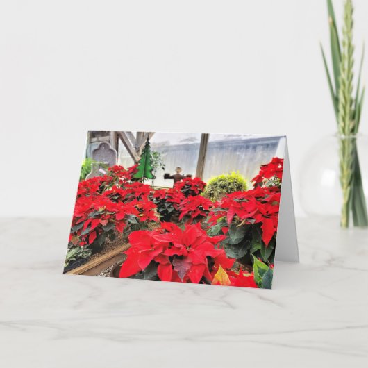 Nursery poinsettias kaart (Voorkant)
