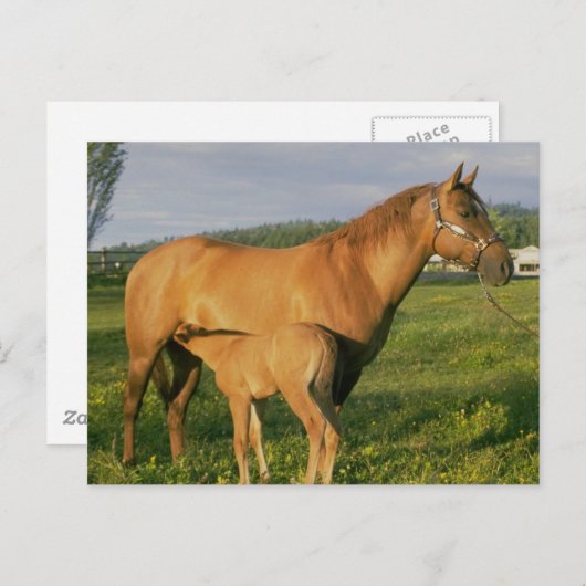 Nursing Foal Briefkaart (Voorkant / Achterkant)