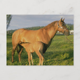 Nursing Foal Briefkaart