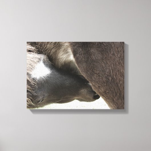 Nursing Foal Canvas Afdruk (Voorkant)