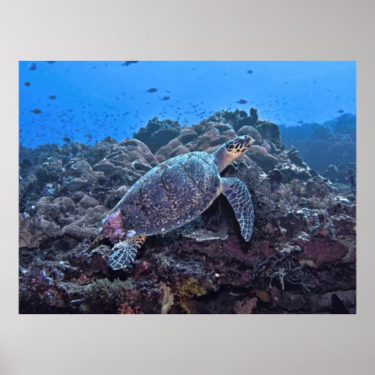 Nusa Lembongan Hawksbill Poster (Voorkant)