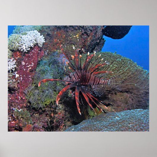 Nusa Lembongan Lionfish Poster (Voorkant)