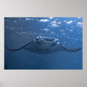 Nusa Penida Manta Poster (Voorkant)