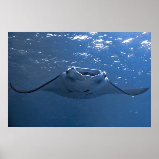 Nusa Penida Manta Poster (Voorkant)